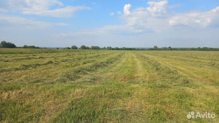 Сено 350кг луговое разнотравие мягкое, свежее