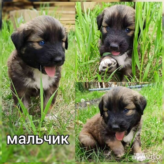 Отдам бесплатно