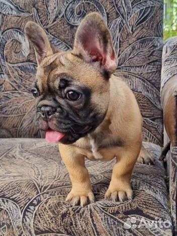 Щенки французского бульдога