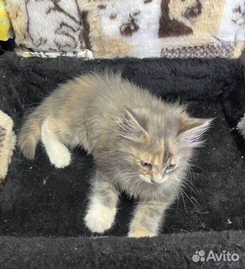 Котенок (помесь сибирской кошки)