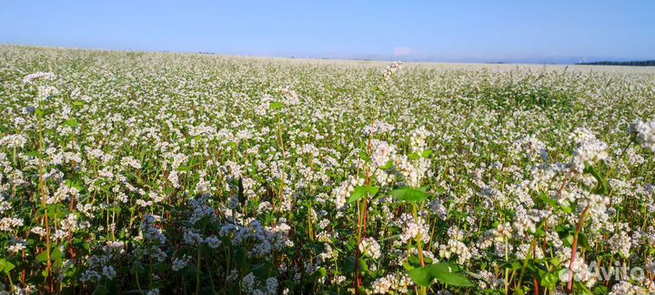 Мёд цветочный мед