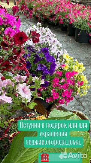 Петунья в ассортименте