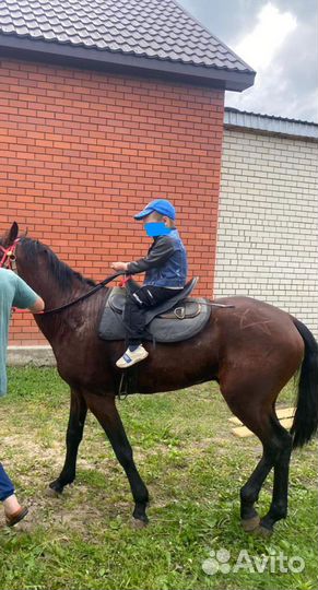 Верховая лошадь