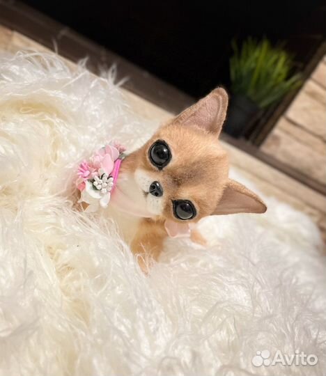 Щенок чихуахуа.Куки