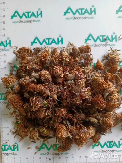 Клевер шишка цвет 1С Россия 2024 год