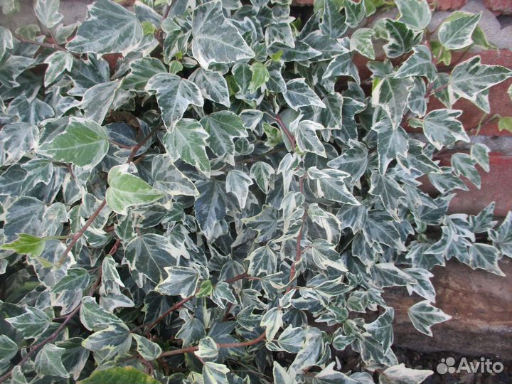 Садовые лианы