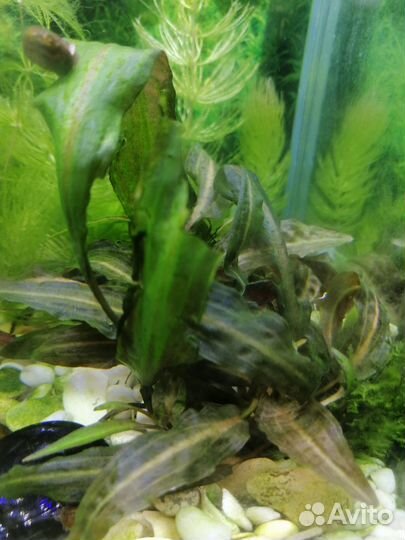 Аквариумное растение