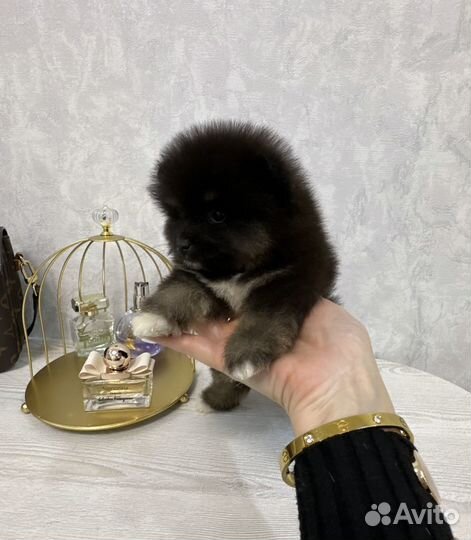 Померанский шпиц тип мишка микро