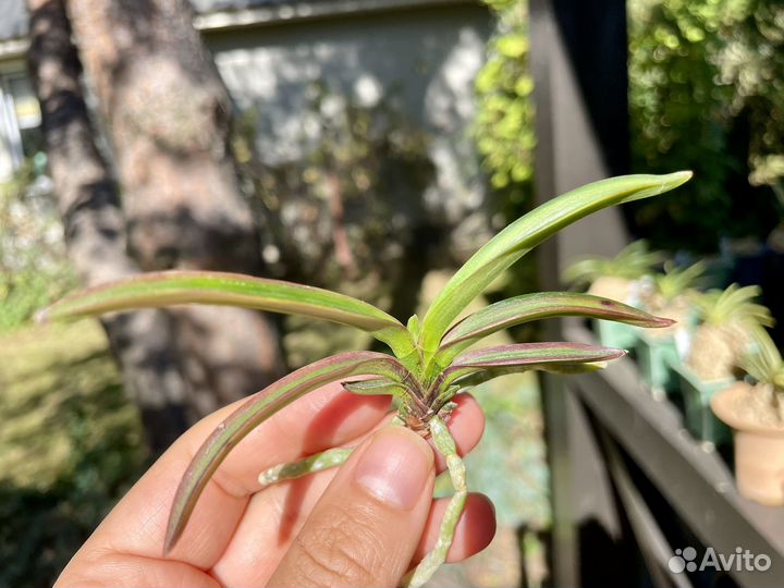 Neofinetia falcata Beniogi