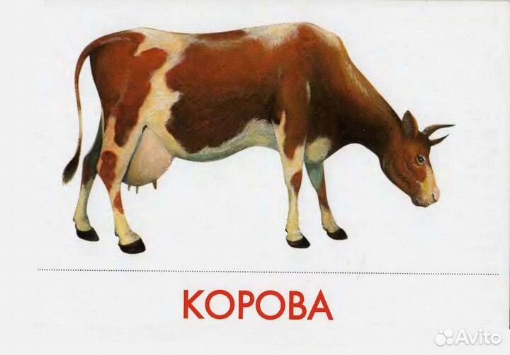 Телка на мясо