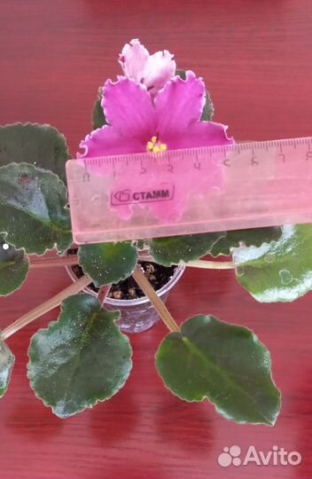 Фиалка бронь