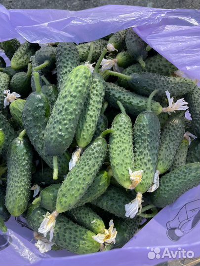 Огурцы домашние