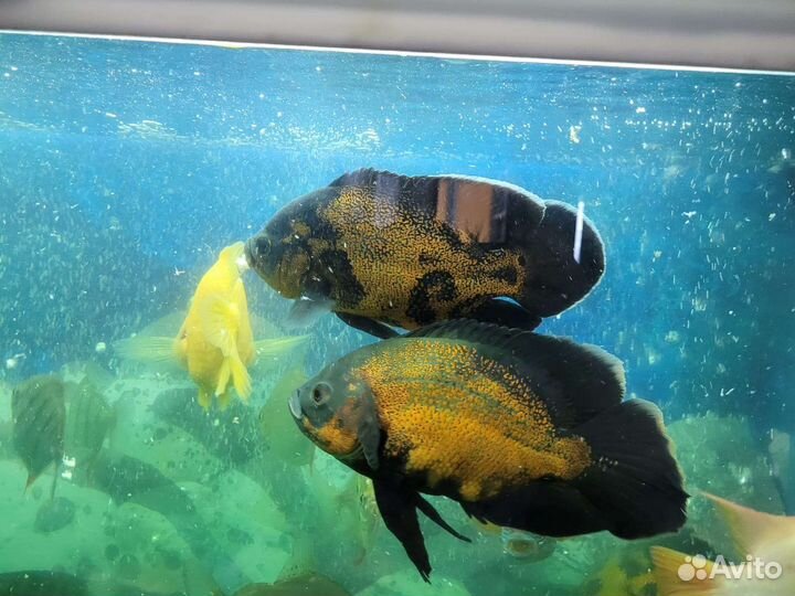 Астронотусы