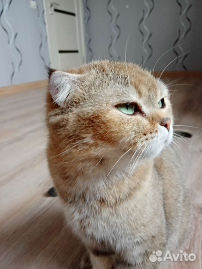 Шотландская вислоухая кошка