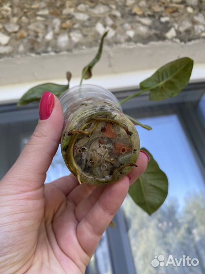 Сингониум pink neon