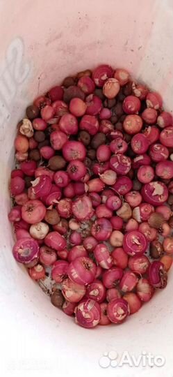 Тюльпаны,нарциссы луковицы