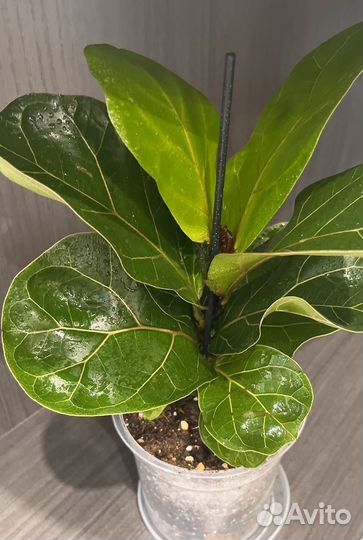 Фикус лирата бамбино