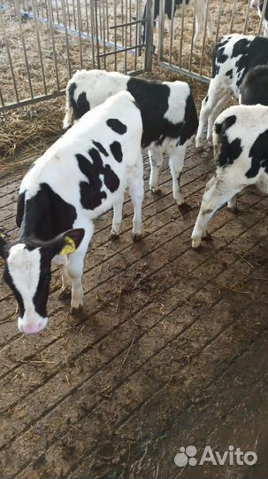 Бычки телята