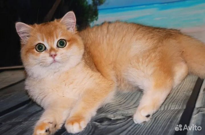 Кошка золотая британская шиншилла импорт Турция