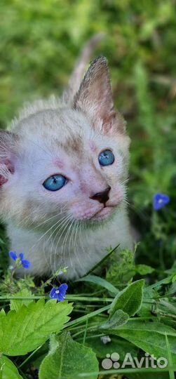 Котенок Ликой, кот волк, кот оборотень