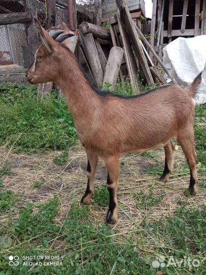 Чешская козочка