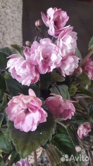 Фиалки трейлеры