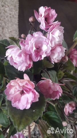 Фиалки трейлеры