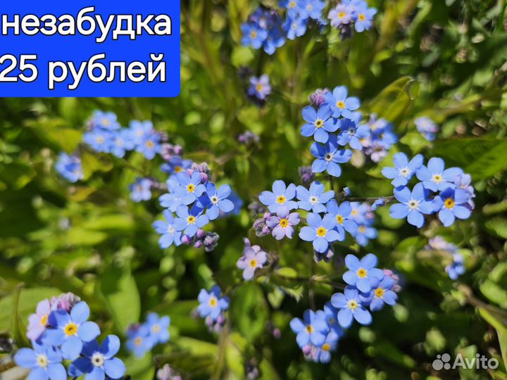 Садовые цветы