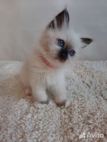 Котенок редкой породы