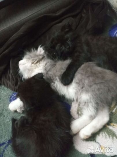 Отдам в добрые руки котят, одна девочка и 4 мж