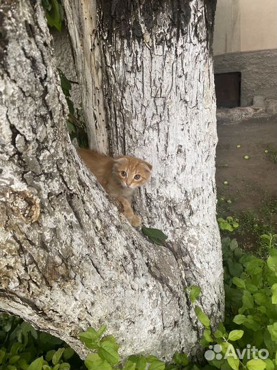 Шотландская