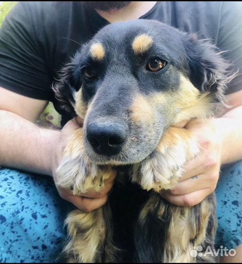 Собака в добрые руки