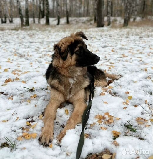 Славный пес ищет дом