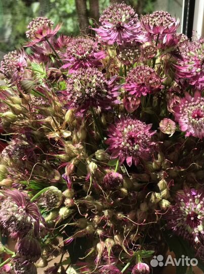 Многолетние садовые цветы, растения