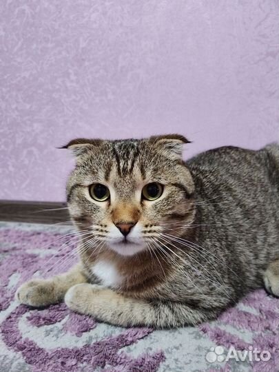 Кот шотландец