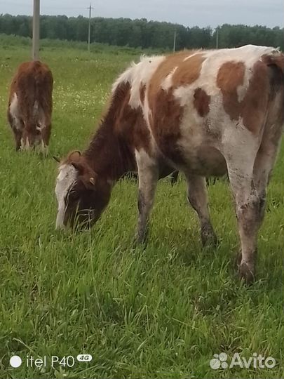 Продам две тёлки