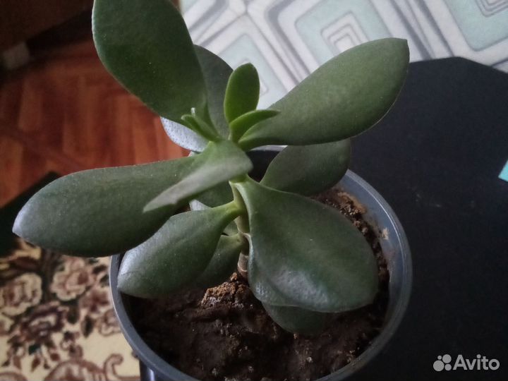 Цветок толстянка