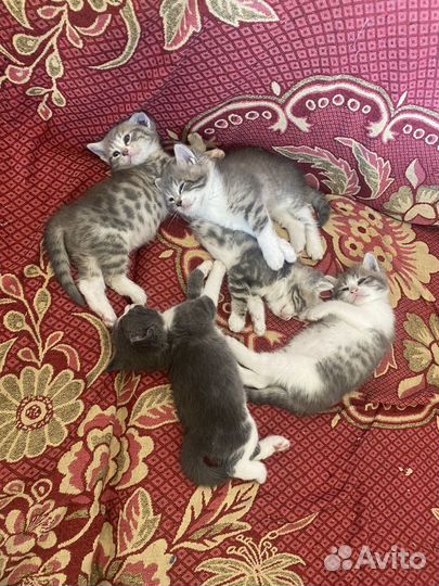 Отдаю котят в добрые руки