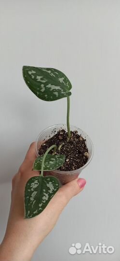 Сциндапсус, Аглаонема, Папоротник