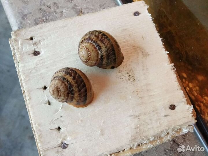 Улитка Мюллер Helix aspersa Muller