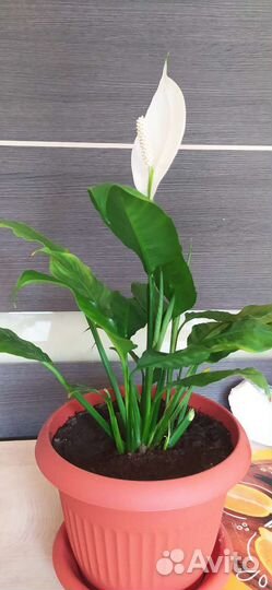 Гименокаллис, спатифиллум, гиппеаструм, суккуленты