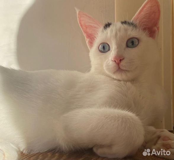 Кошка в дар бесплатно