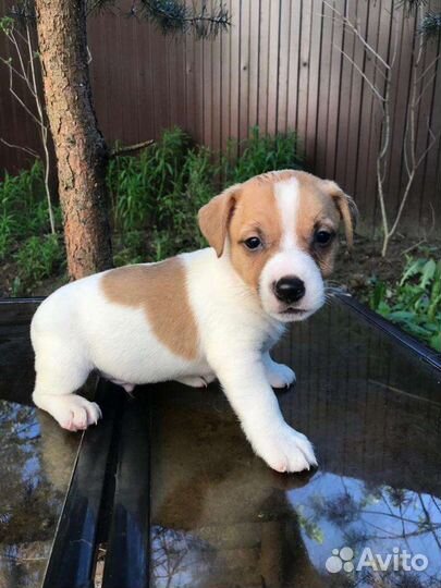 Щенки Джек Рассел Терьера