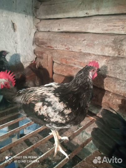 Молодые петухи