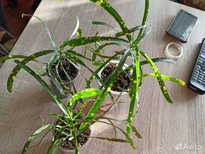 Кротоны,клеродентрум