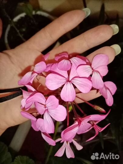 Калатея нетворк мазаика