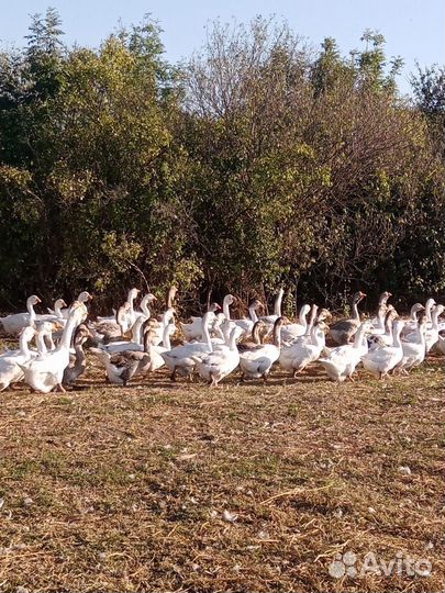 Холмогорские гуси