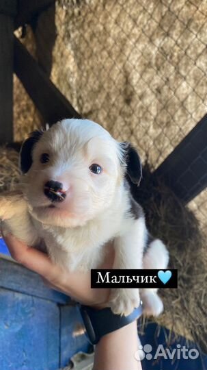 Щенки в добрые руки