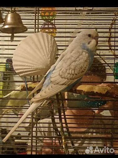 Птенцы волнистый попугай