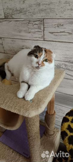 Шотландская вислоухая кошка бесплатно